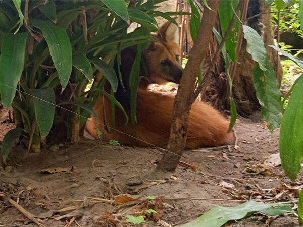 Parque Arruda Câmara recebe lobo-guará fêmea através de parceria com Cetas de Goiás