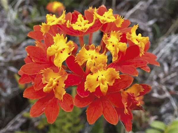 Genética da orquídea-da-praia favorece tolerância a mudanças climáticas