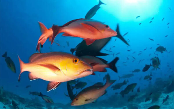 Lista de peixes e invertebrados ameaçados de extinção é atualizada