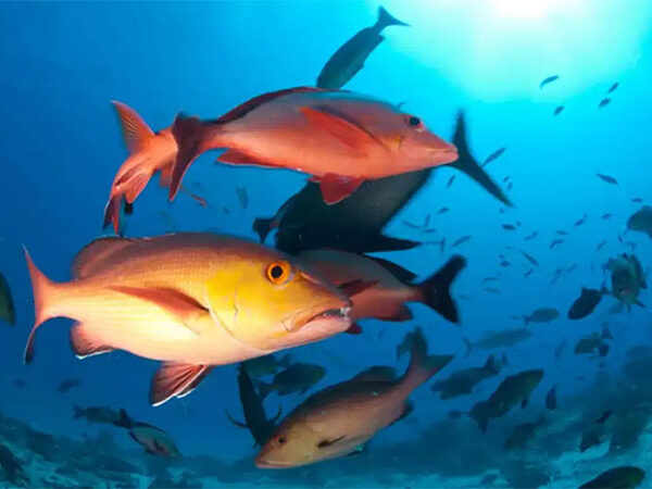 Lista de peixes e invertebrados ameaçados de extinção é atualizada