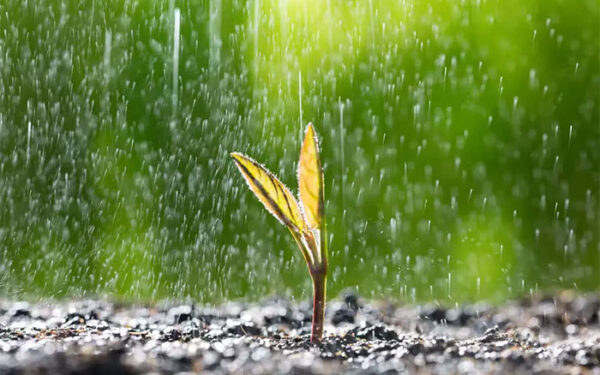 Sementes conseguem ‘ouvir’ o som da chuva e barulho acelera germinação, revela novo estudo do MIT