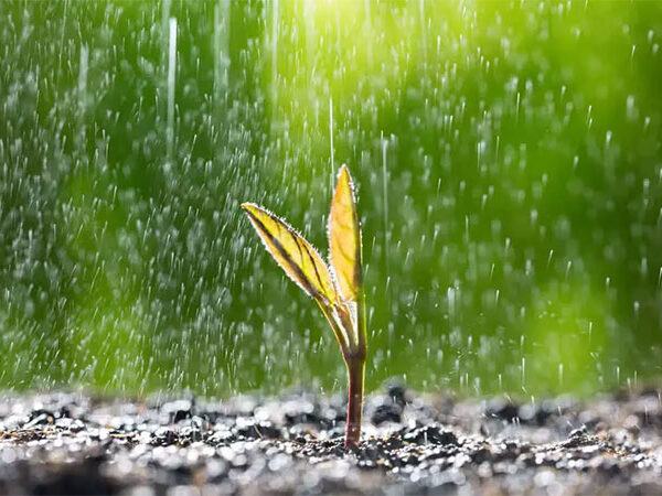 Sementes conseguem ‘ouvir’ o som da chuva e barulho acelera germinação, revela novo estudo do MIT