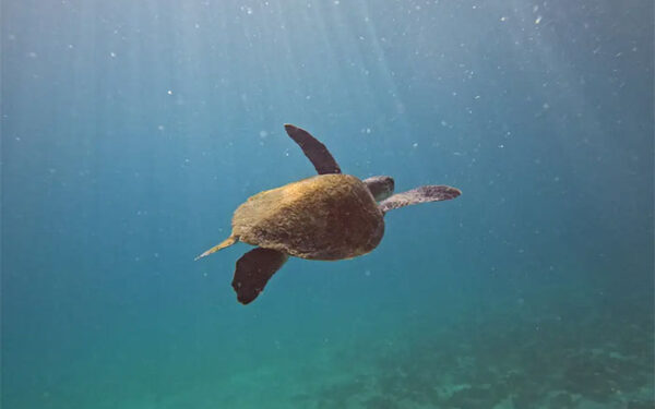 Pesquisa quer descobrir de onde vêm tartarugas que vivem em Arraial do Cabo