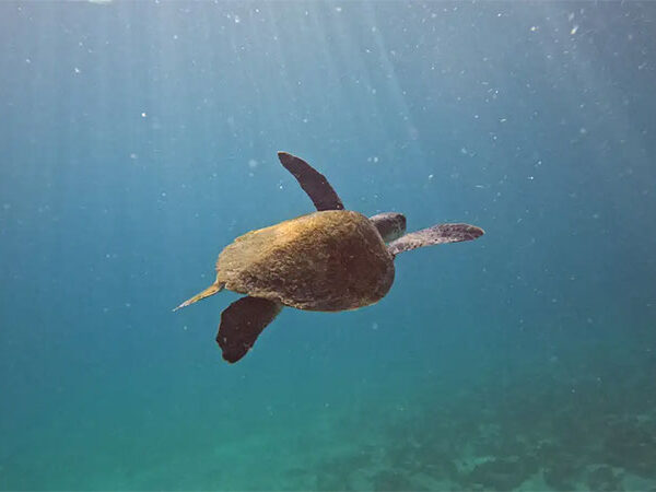Pesquisa quer descobrir de onde vêm tartarugas que vivem em Arraial do Cabo