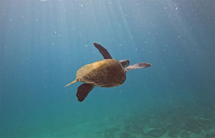 Pesquisa quer descobrir de onde vêm tartarugas que vivem em Arraial do Cabo
