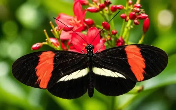 Heliconius: Conheça a borboleta que envelhece em câmera lenta