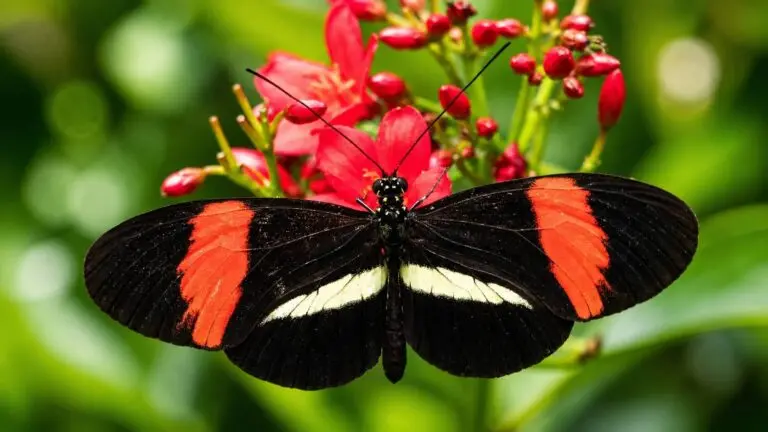 Heliconius: Conheça a borboleta que envelhece em câmera lenta