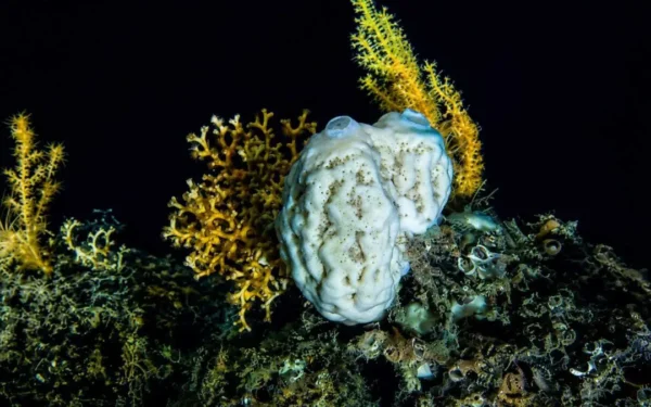 Esponjas do mar profundo desafiam tudo que sabíamos