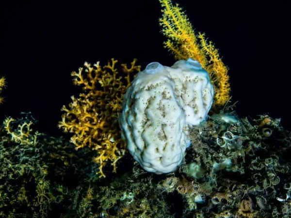 Esponjas do mar profundo desafiam tudo que sabíamos