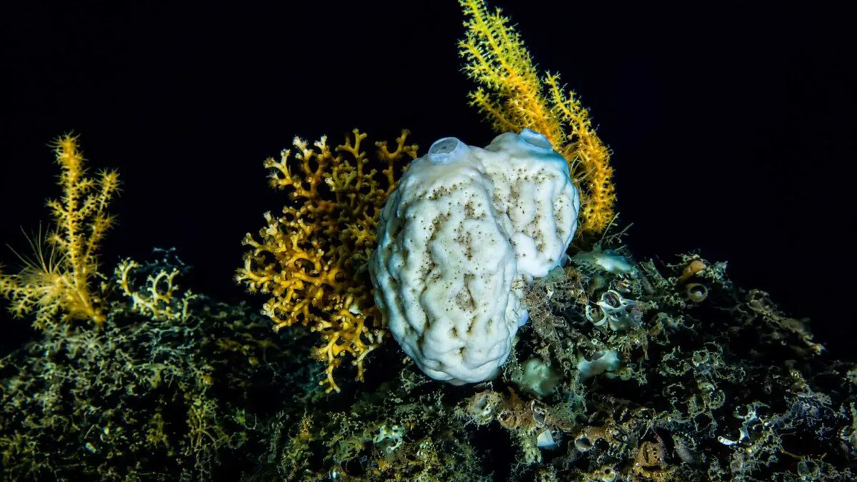 Esponjas do mar profundo desafiam tudo que sabíamos