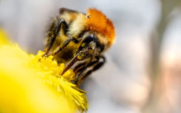 Estresse deixa visão de abelhas mais nítida e reações mais rápidas, mostra estudo