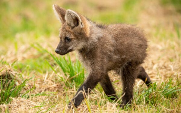 Conheça o “Lobo” que Não é um Lobo