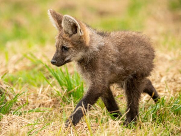 Conheça o “Lobo” que Não é um Lobo