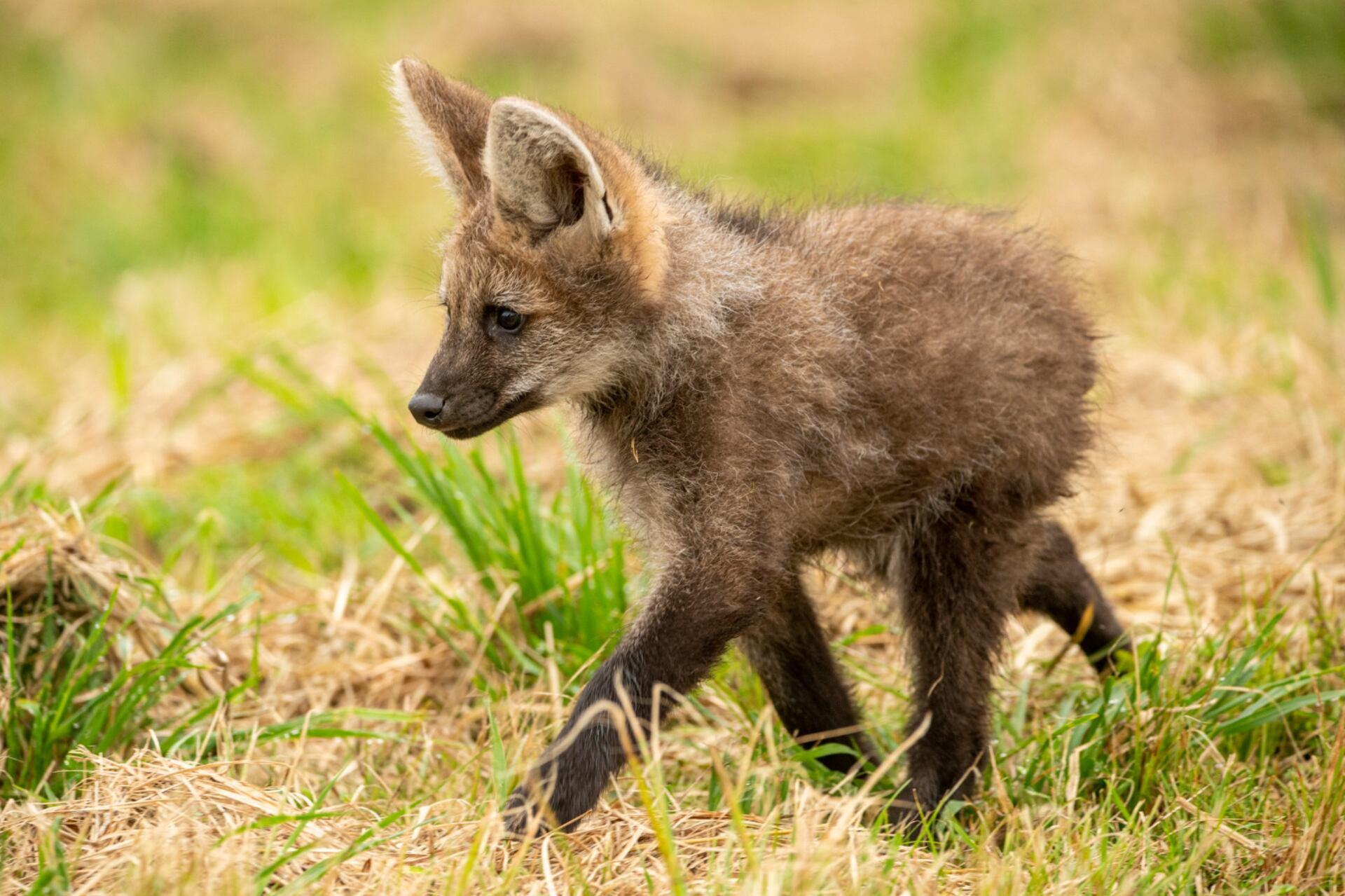 Conheça o “Lobo” que Não é um Lobo