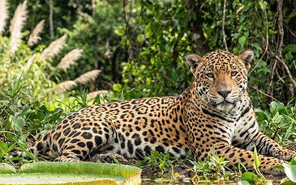 Onças, Araras e Lobos-Guará: A Fauna Brasileira Está em Risco e Você Precisa Saber Por Quê