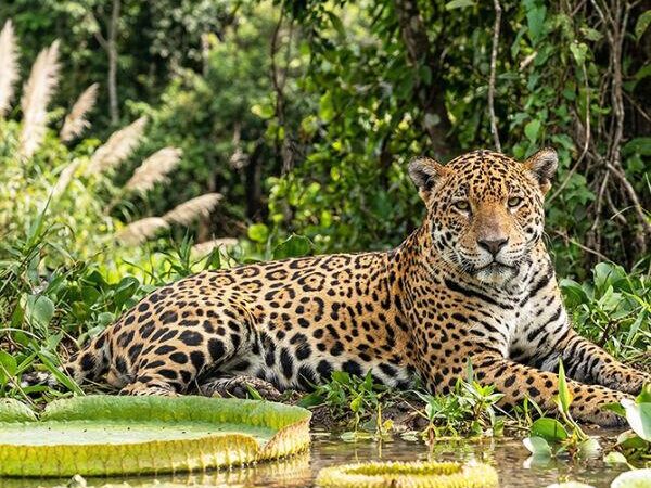 Onças, Araras e Lobos-Guará: A Fauna Brasileira Está em Risco e Você Precisa Saber Por Quê