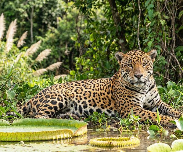 Onças, Araras e Lobos-Guará: A Fauna Brasileira Está em Risco e Você Precisa Saber Por Quê