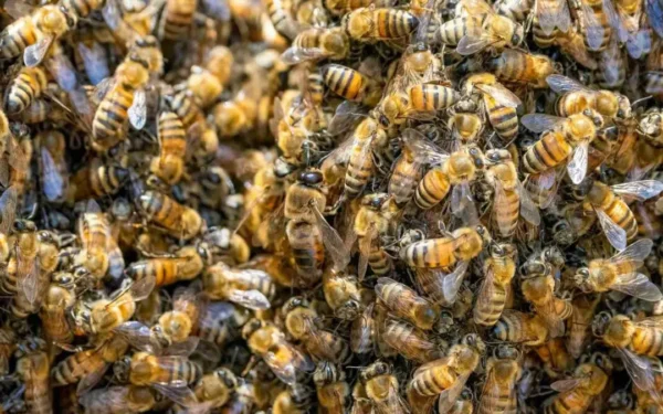 Ondas de calor afetam reprodução de abelhas, mostra estudo