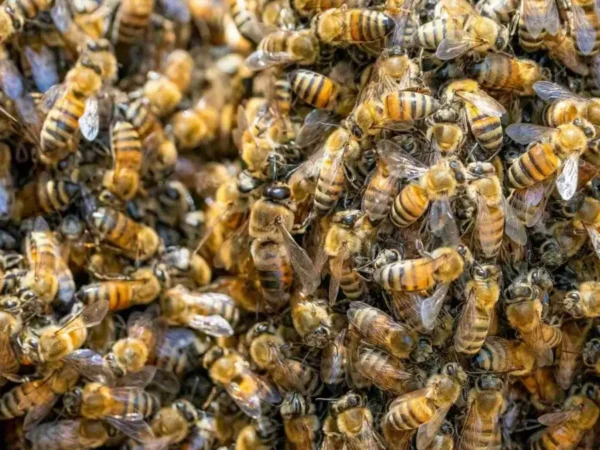 Ondas de calor afetam reprodução de abelhas, mostra estudo