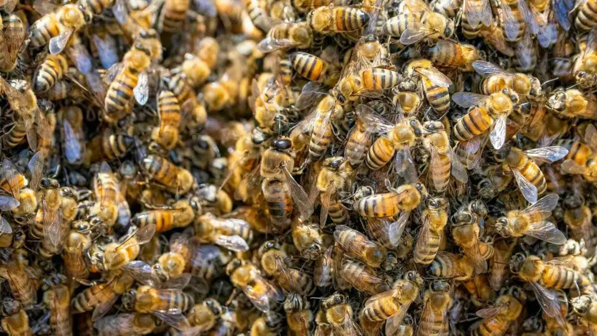 Ondas de calor afetam reprodução de abelhas, mostra estudo