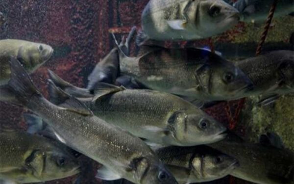 Impacto do aquecimento global na reprodução dos peixes pode ser temporário