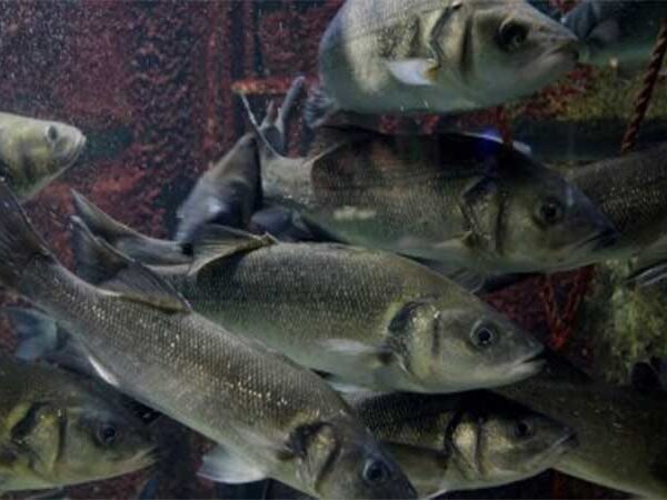 Impacto do aquecimento global na reprodução dos peixes pode ser temporário