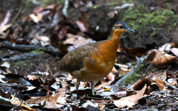 No isolamento da floresta, um canto poderoso revelou uma nova espécie