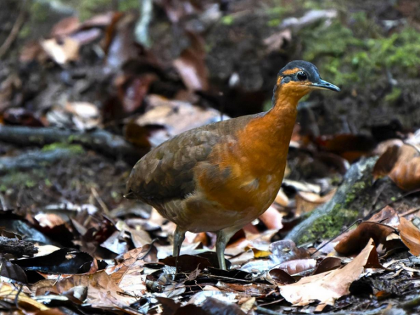 No isolamento da floresta, um canto poderoso revelou uma nova espécie