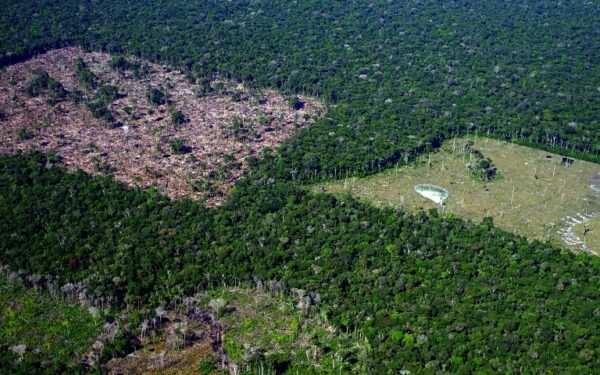 Junho Verde: A urgência da resiliência climática e da conservação biológica