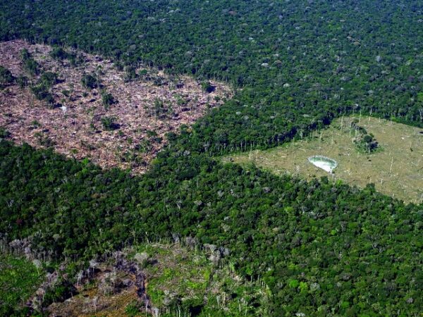 Junho Verde: A urgência da resiliência climática e da conservação biológica