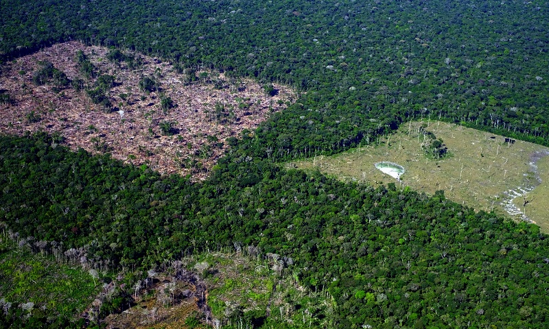 Junho Verde: A urgência da resiliência climática e da conservação biológica