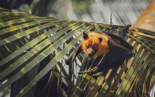 O aumento das temperaturas está alterando a localização dos surtos de vírus em animais