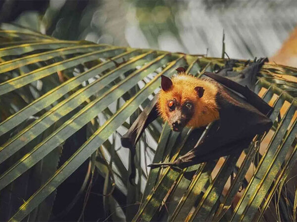 O aumento das temperaturas está alterando a localização dos surtos de vírus em animais