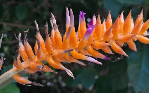 Pesquisadores do Jardim Botânico descobrem nova espécie de bromélia