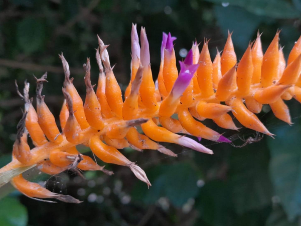 Pesquisadores do Jardim Botânico descobrem nova espécie de bromélia