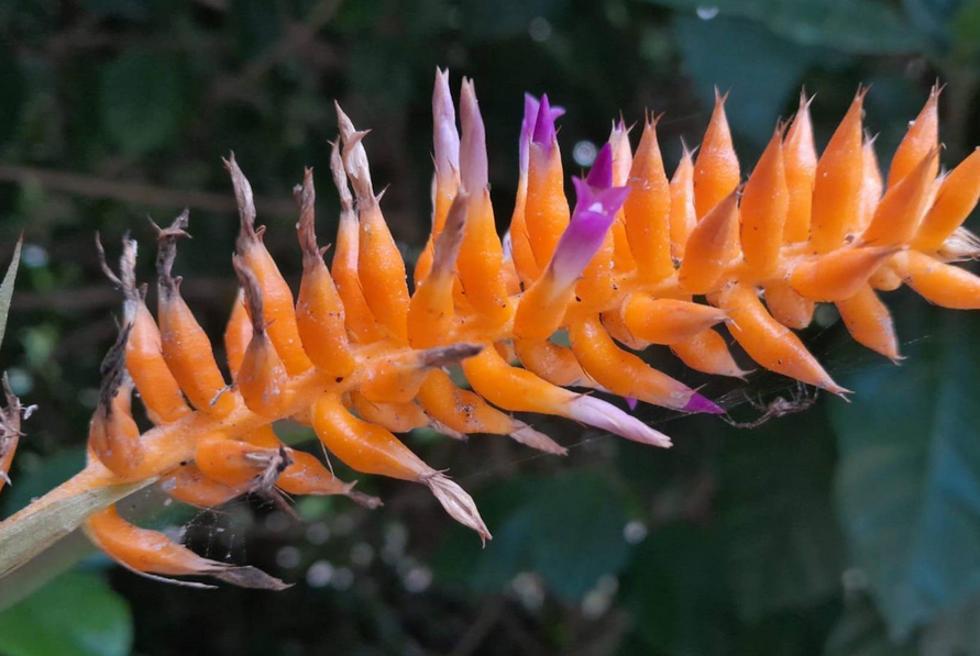 Pesquisadores do Jardim Botânico descobrem nova espécie de bromélia