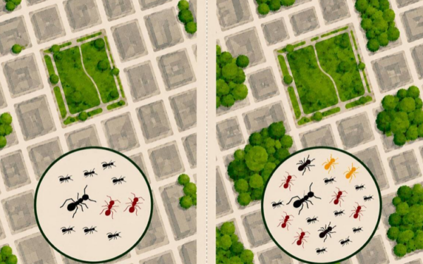 As formigas escondidas nas praças do Rio de Janeiro