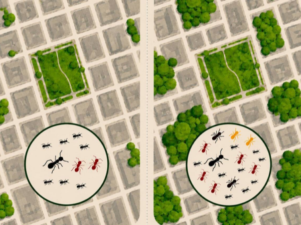 As formigas escondidas nas praças do Rio de Janeiro