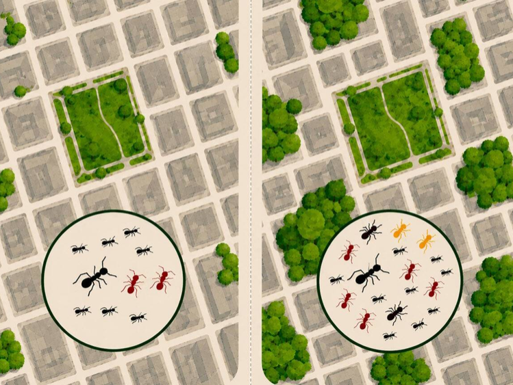 As formigas escondidas nas praças do Rio de Janeiro