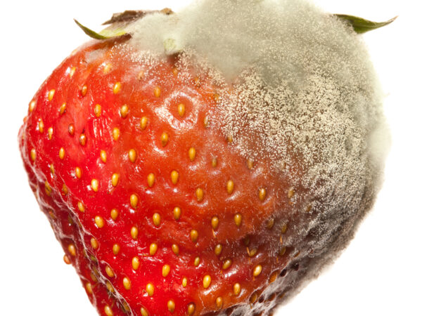 Descobrindo os pesticidas da natureza