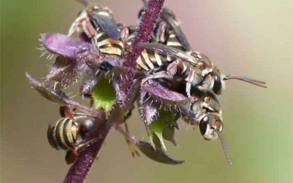 A maioria das abelhas é solitária e não vive em colmeias: como as mudanças climáticas as colocam em risco de morrer de fome