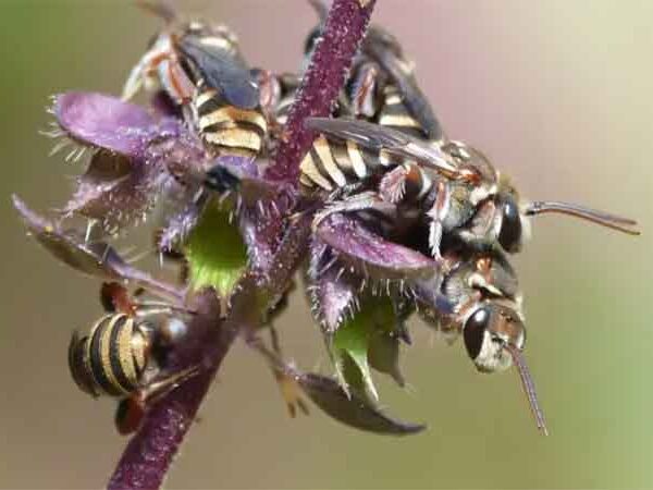 A maioria das abelhas é solitária e não vive em colmeias: como as mudanças climáticas as colocam em risco de morrer de fome