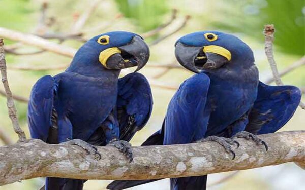 790 espécies sob risco: o Brasil publica seu retrato mais detalhado da fauna ameaçada