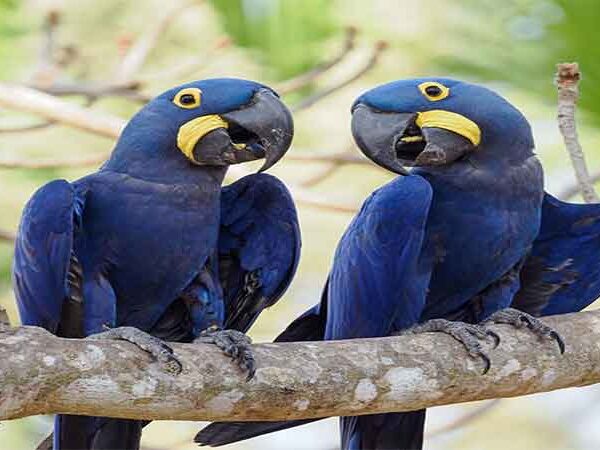 790 espécies sob risco: o Brasil publica seu retrato mais detalhado da fauna ameaçada