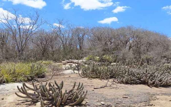 Desertificação ameaça 95% do território paraibano