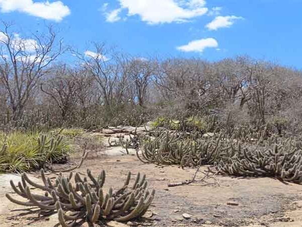 Desertificação ameaça 95% do território paraibano