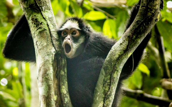 Macaco-aranha-da-cara-branca é destaque de pesquisa e turismo no Cristalino