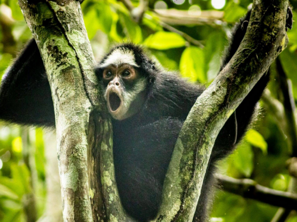 Macaco-aranha-da-cara-branca é destaque de pesquisa e turismo no Cristalino