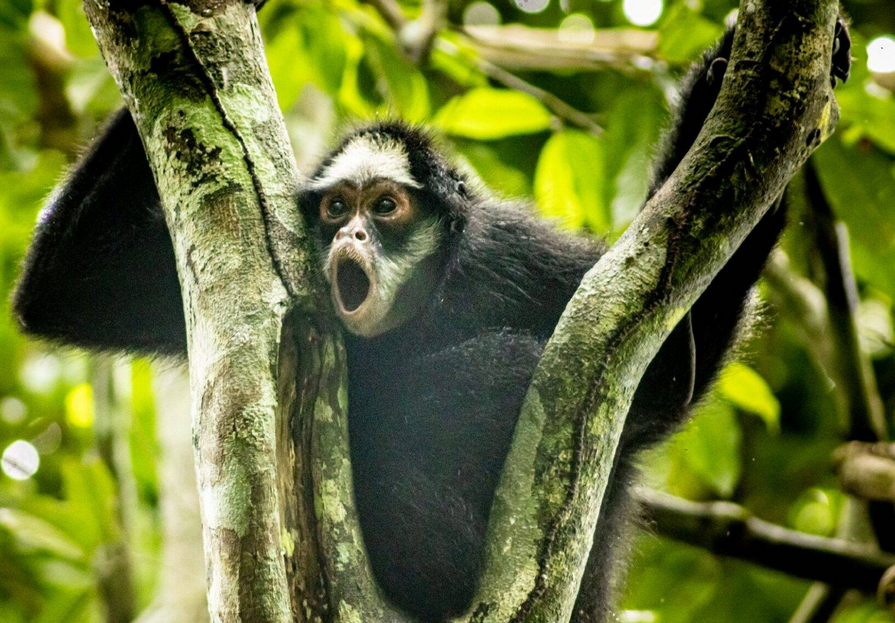 Macaco-aranha-da-cara-branca é destaque de pesquisa e turismo no Cristalino