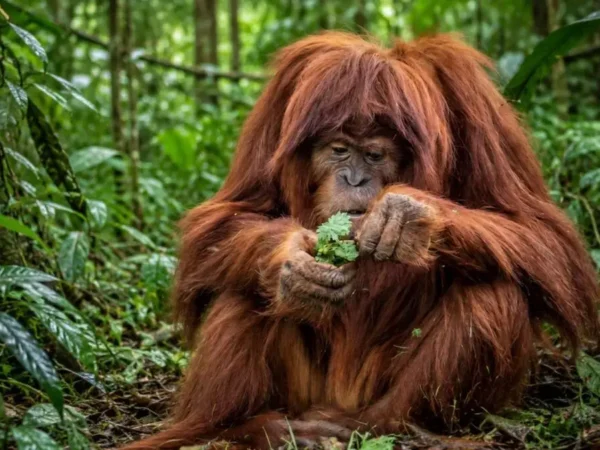 Orangotangos usam plantas medicinais na dieta e aplicam curativo em feridas